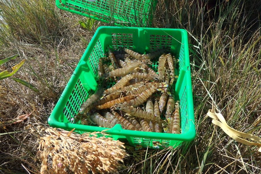 Crevettes impériales