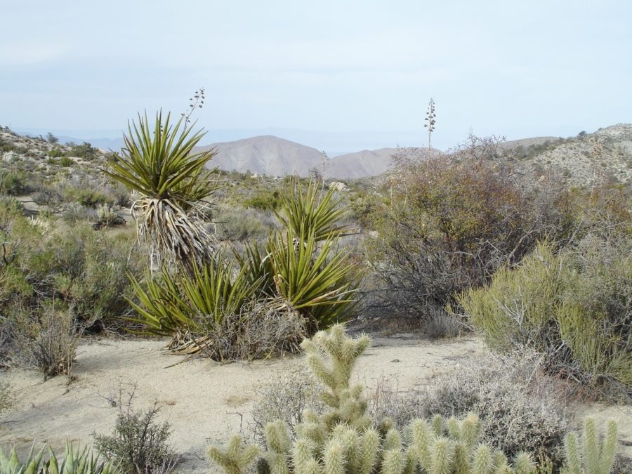 Biodiversité : le Centre d’Études Biologiques de Chizé (79) au cœur de la recherche internationale
