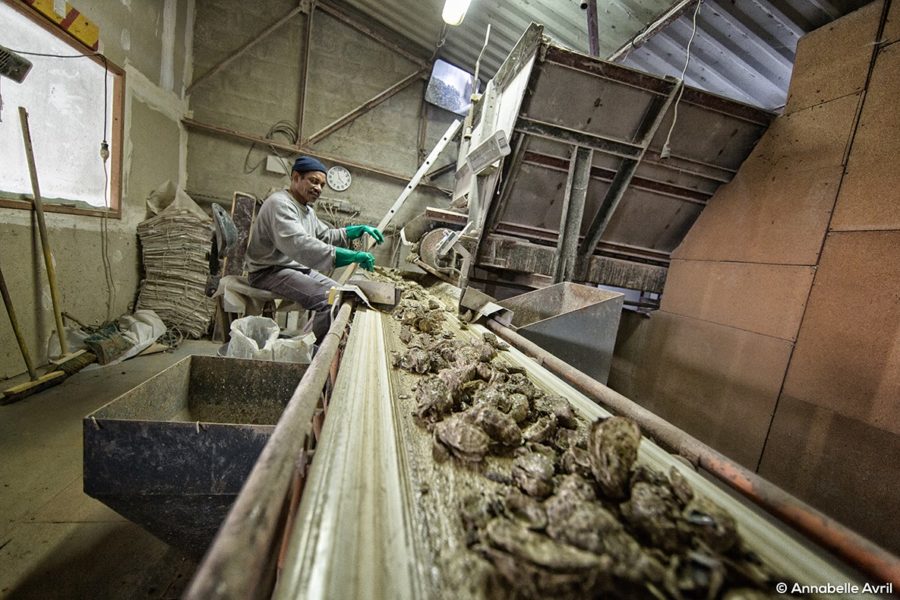 Ovive, la seconde vie des coquilles d’huîtres