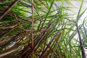 veganbottle bouteille canne à sucre