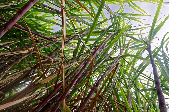 VeganbottleGO : la double vertu de la gourde charentaise