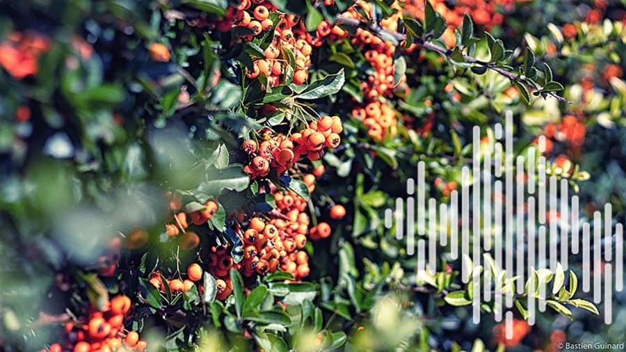 LPO : haies, biodiversité et mobilisation citoyenne