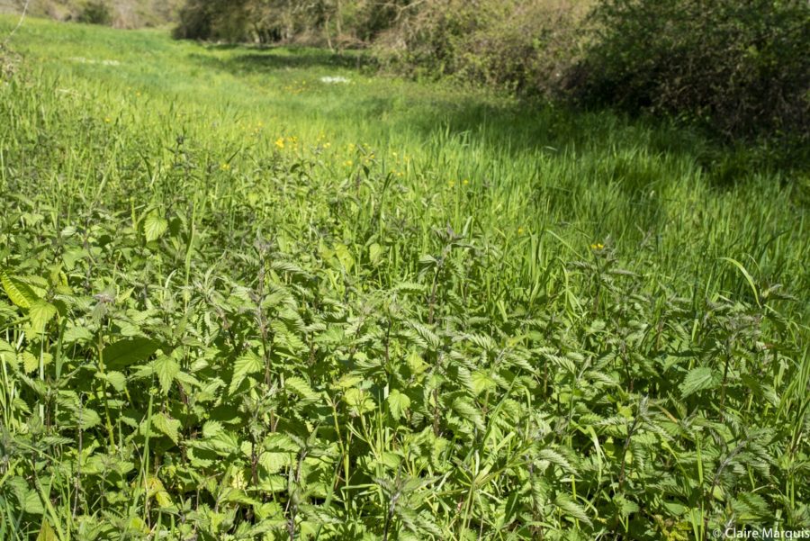 Cuisine libre et sauvage