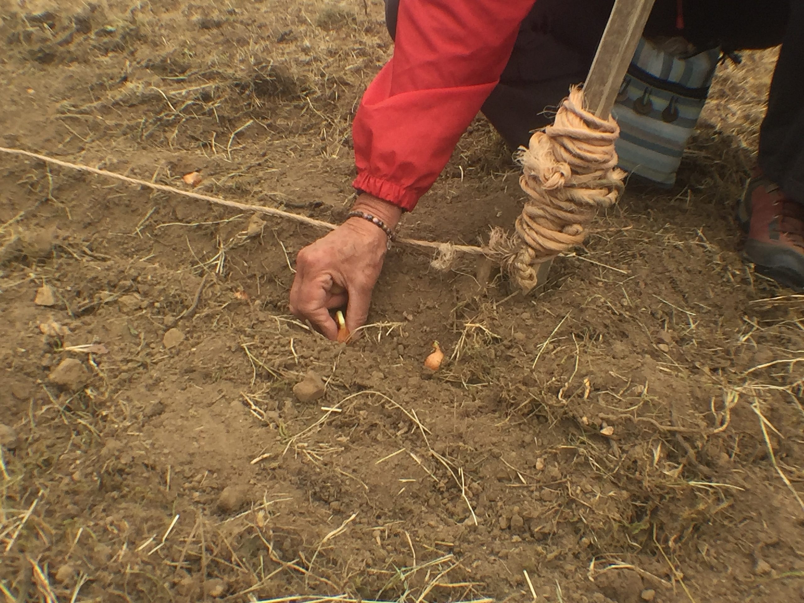 Sécurité alimentaire : le Bocage a la patate… et des idées
