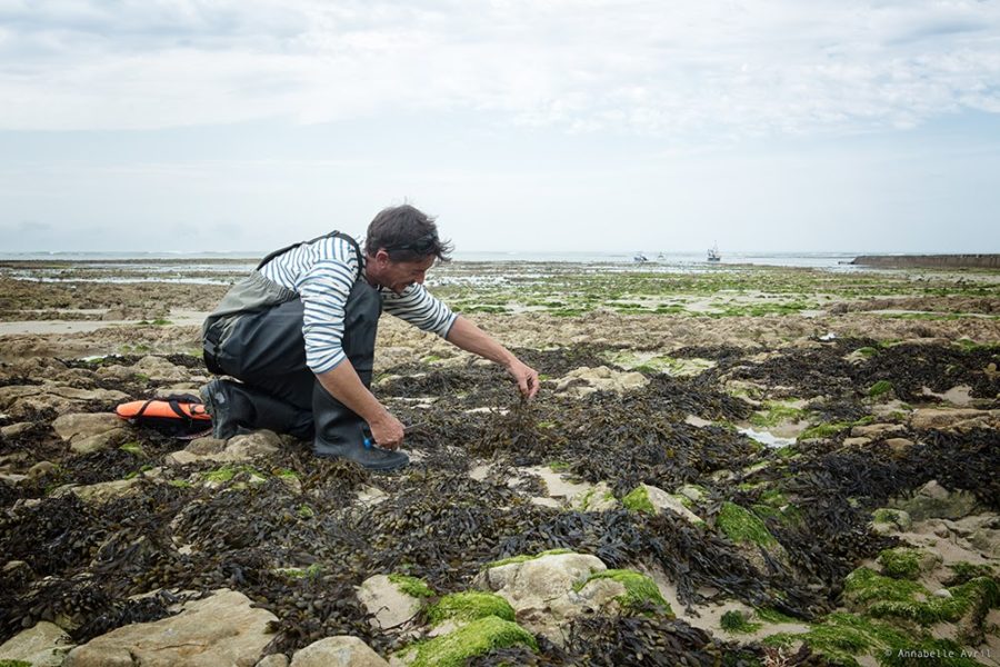 Profession : algoculteur