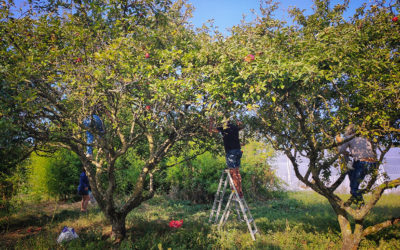 Aux arbres citoyens ! : l’initiative anti-gaspi sème ses cueillettes solidaires