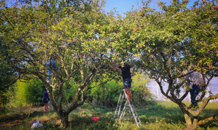 Aux arbres citoyens ! : l’initiative anti-gaspi sème ses cueillettes solidaires