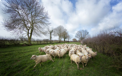 A Oroux, un conte de haies