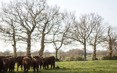 Terres agricoles : l’enjeu de la transmission