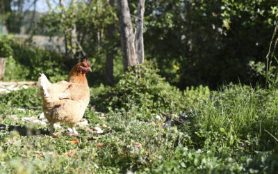 Ils sauvent les poules des abattoirs