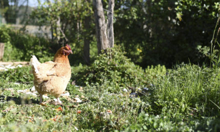 Ils sauvent les poules des abattoirs