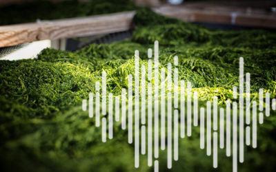 L&rsquo;algue, cet « aliment santé » oublié