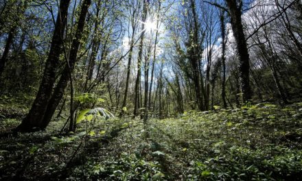 L’enjeu numéro un c’est la biodiversité, et non le changement climatique