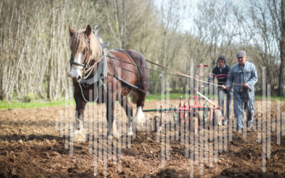 « Face au coût de l’énergie et aux émissions de CO2, la traction animale a un avenir »