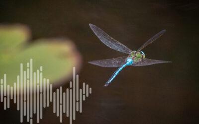 “Si ça va mal pour la biodiversité, ça va mal pour l’homme”