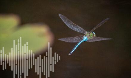 “Si ça va mal pour la biodiversité, ça va mal pour l’homme”