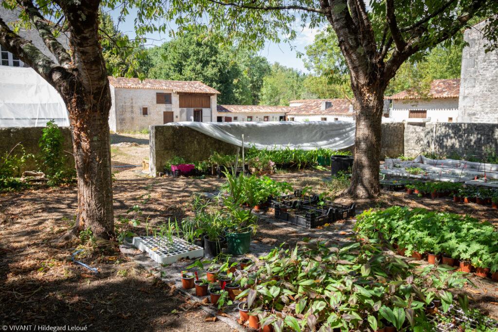 La Floricotte, chantier d'insertion, cultive une soixantaine de variétés de fleurs et plantes aromatiques