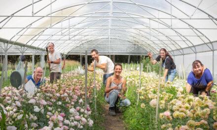 A Floricotte, “slow flower” et graine de réinsertion
