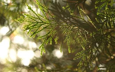 Les rescapés de la tronçonneuse