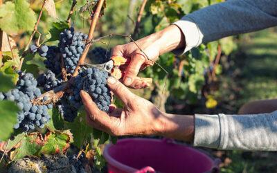 De Natura Vini, au plus près du raisin