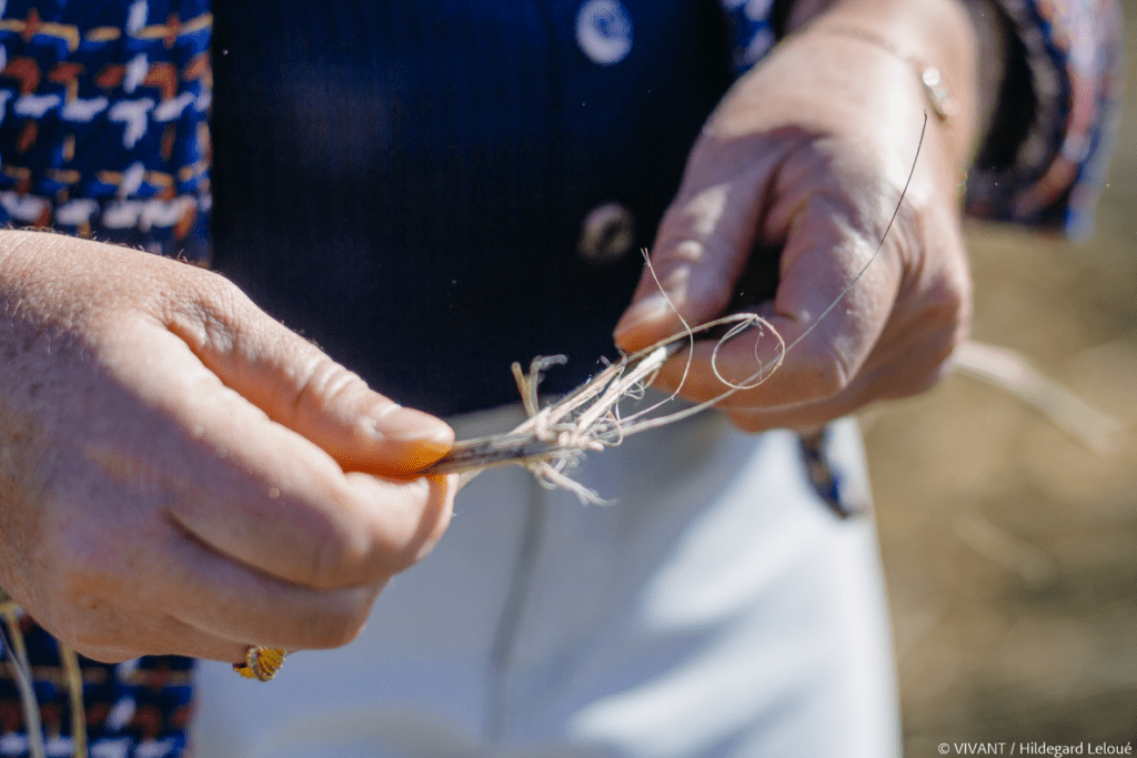 VIRIDI Gallus exploitation chanvre