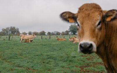 Agroforesterie, quand l’arbre ouvre les champs des possibles