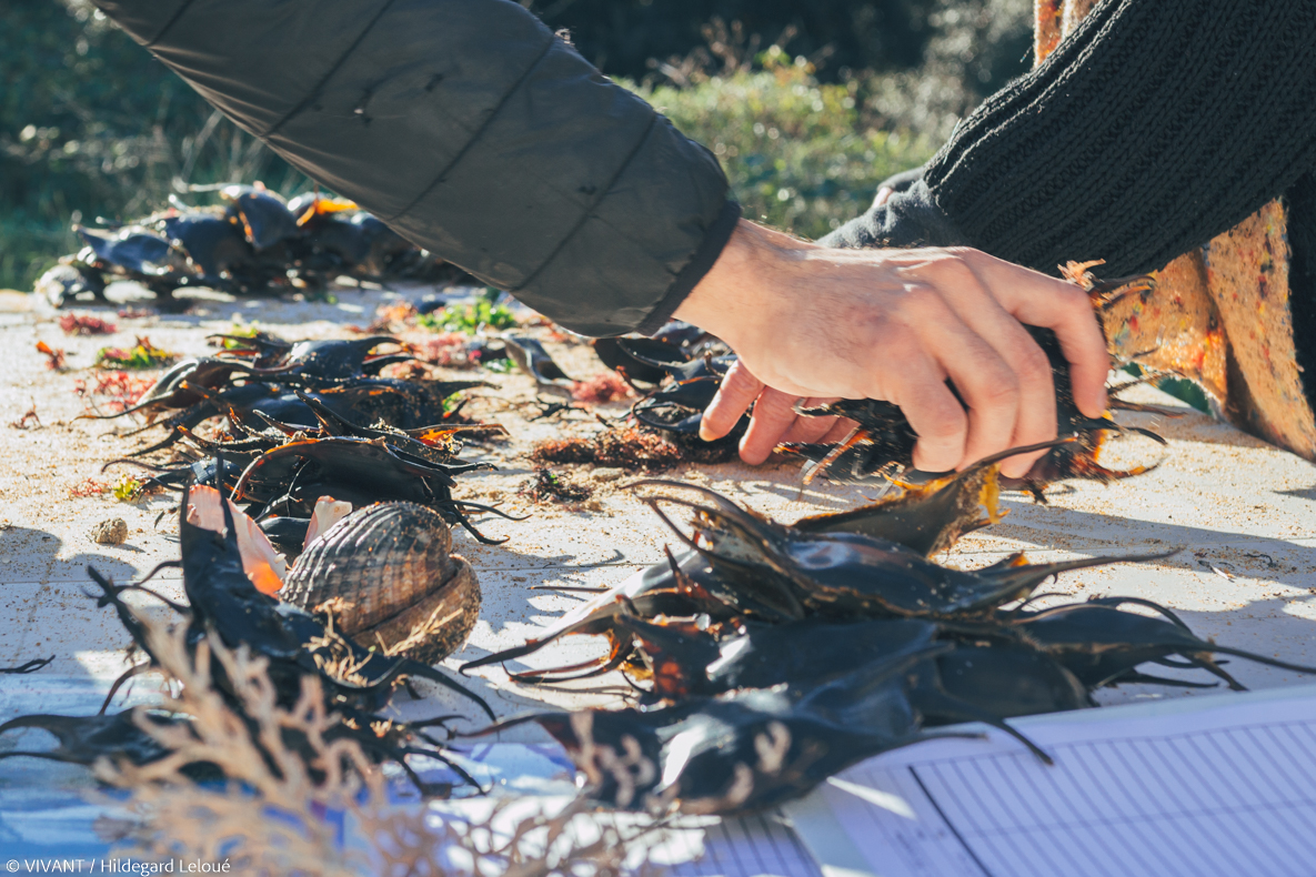 Poussière de capsules de raies - le tri