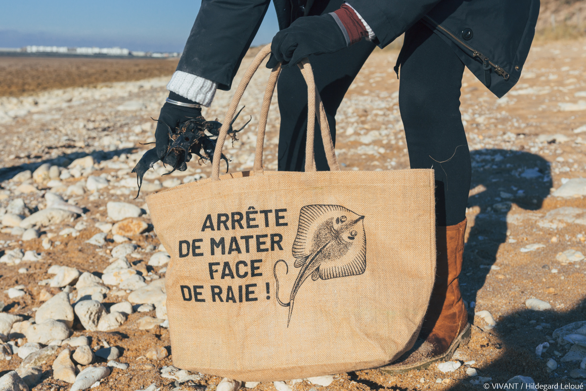 Poussière de capsules, la récolte