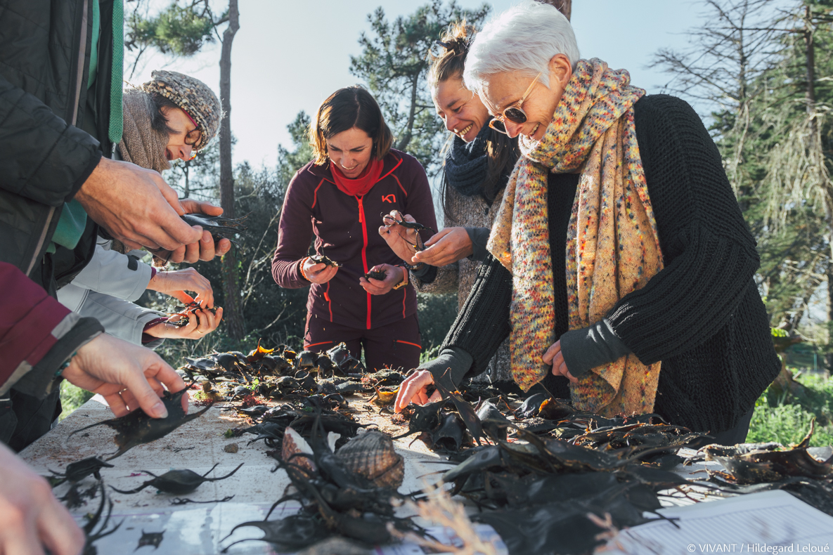 Poussière de capsules de raies - le tri