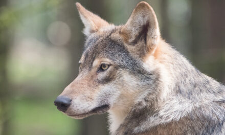 Dans la Vienne, cohabiter avec le loup
