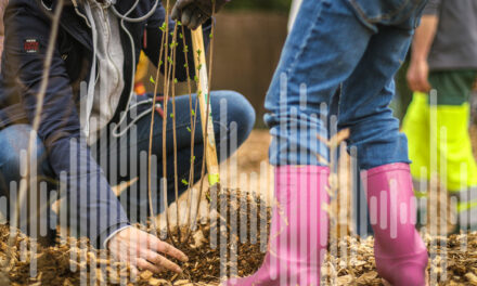Plan Canopée à Poitiers : “Il faut essayer de prendre de vitesse le changement climatique”