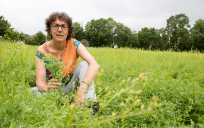 Agroécologie : la transition par les pois chiches