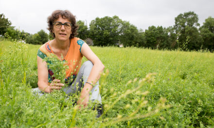 Agroécologie : la transition par les pois chiches