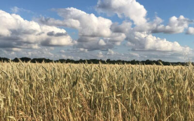 Une étude scientifique démontre les bénéfices de l&rsquo;agroécologie pour réduire l’usage des pesticides