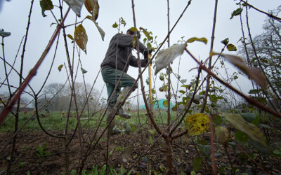 « C’est la biodiversité génétique qui va permettre l’adaptation du végétal au changement climatique »
