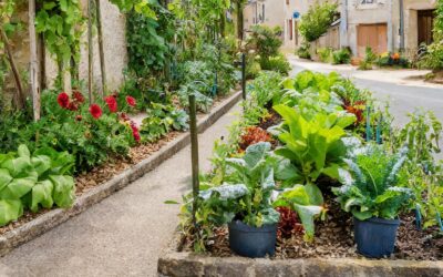 Permis de végétaliser l’espace public, demandes en cours  