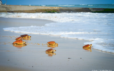 Échouées en masse cet hiver, 116 tortues marines ont retrouvé l’océan  