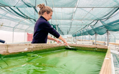 Spiruline de Charente-Maritime : micro-organisme, super-pouvoirs