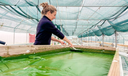 Spiruline de Charente-Maritime : micro-organisme, super-pouvoirs
