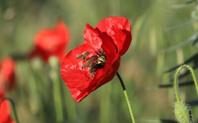 Assises régionales de la biodiversité