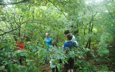 À Secondigny, l&rsquo;association qui rend la forêt encore plus vivante