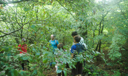 À Secondigny, l&rsquo;association qui rend la forêt encore plus vivante