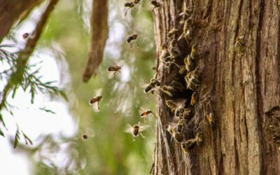 Pour une apiculture de ré-ensauvagement des abeilles