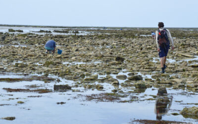 Dans l’île de Ré, des gardiens de la biodiversité