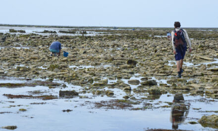 Dans l’île de Ré, des gardiens de la biodiversité