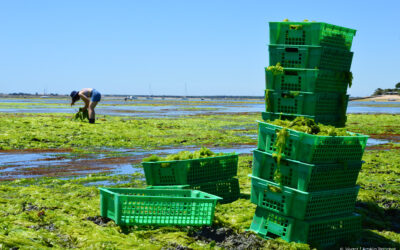 Avec Blutopia, des jeunes s’engagent pour l’alimentation durable