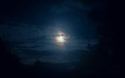 À Niort, les loutres peuvent profiter des étoiles