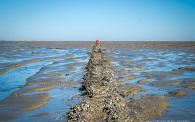 À la rescousse des vasières dans la baie de l’Aiguillon    