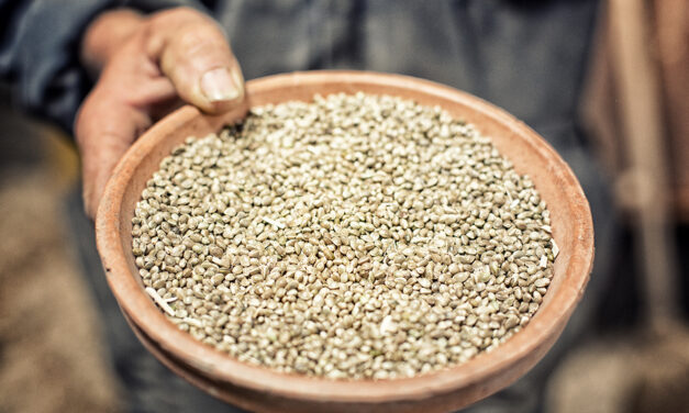 Dans le Mellois, le chanvre alimentaire c’est la santé