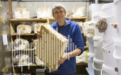 En Charente, de l’isolant thermique sous champi